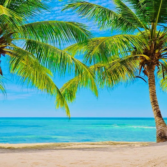 🌴🌺🌴🌺🌴🌺🌴🌺🌴🌺🌴🌺🌴🌺🌴🌺🌴 - Picture 6 of 7